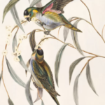 תקשורת חזותית תרגום