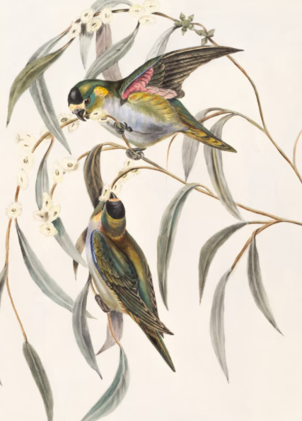 מיתוג תקשורת חזותית